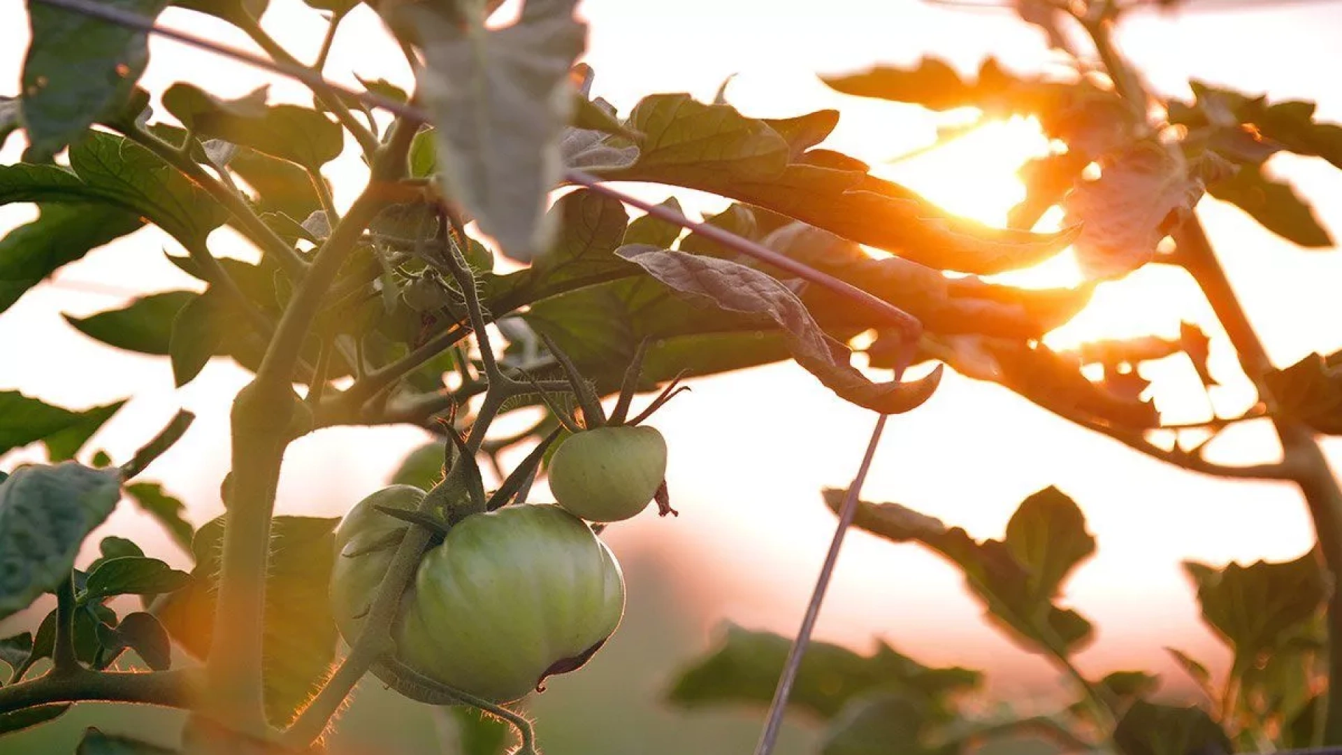 Tudela rinde homenaje a su producto más singular con la Fiesta de la Plantada del Tomate Feo