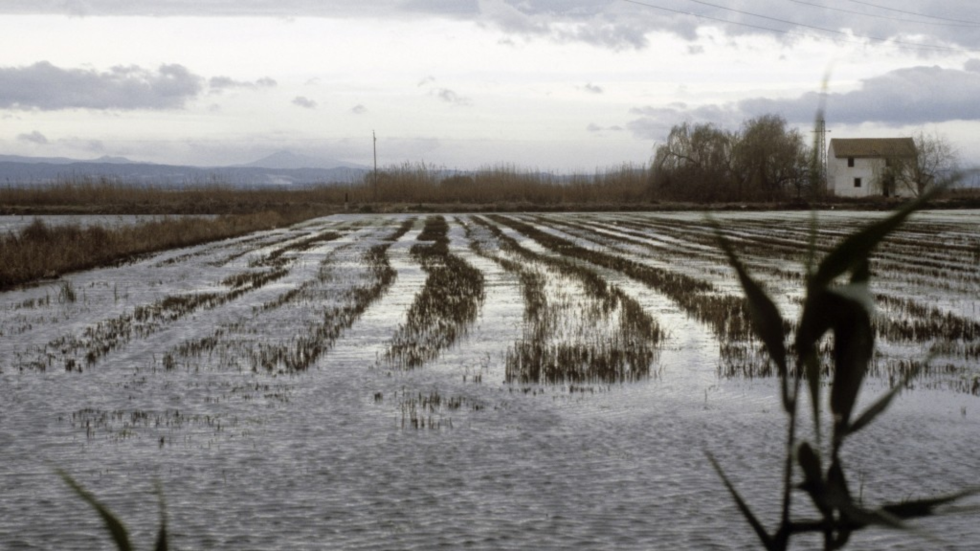 El arroz valenciano pide auxilio a Europa ante la importación masiva y sin control