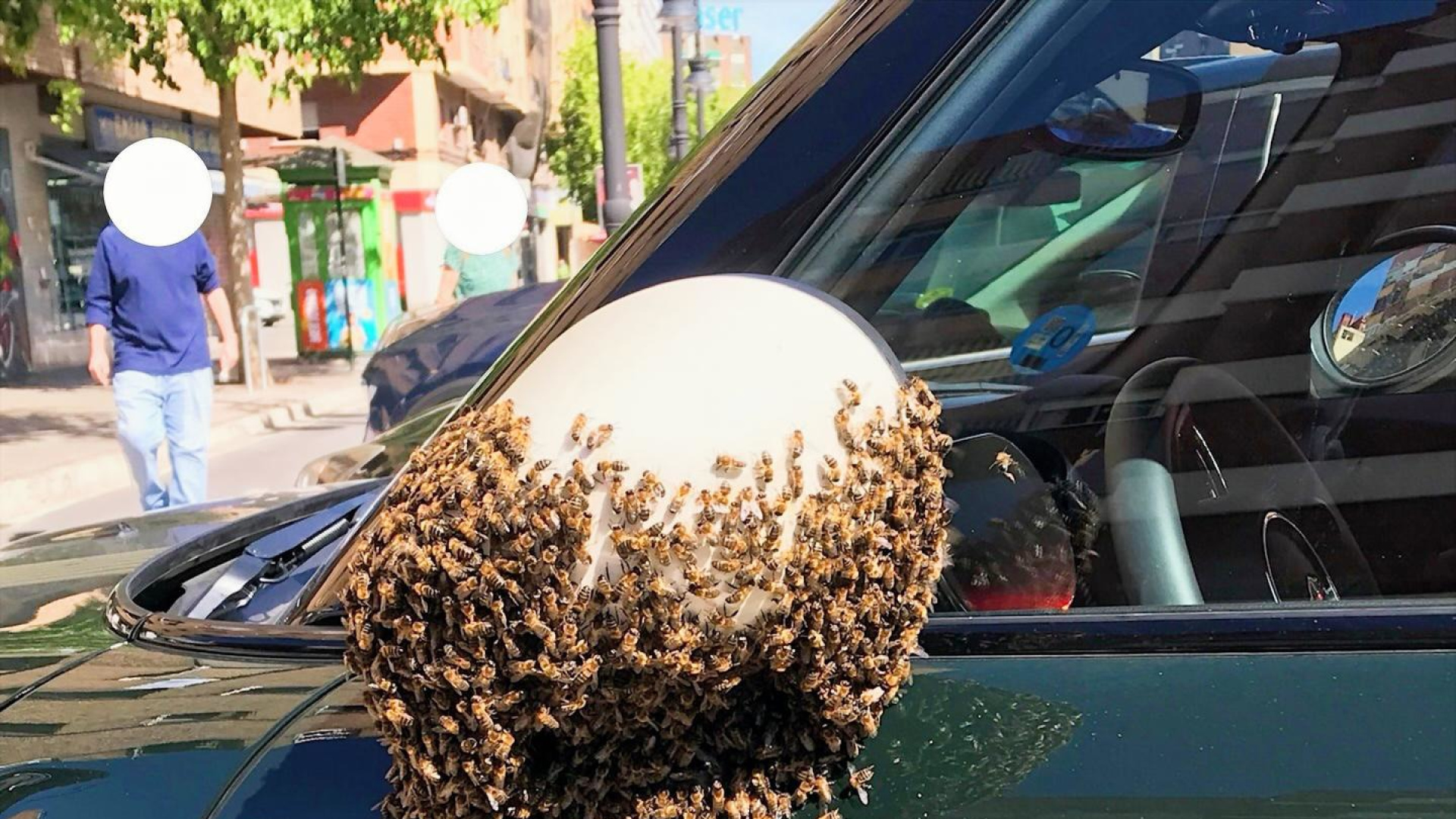 Los Bomberos de Valencia ya intervienen a diario para retirar enjambres de abejas: barrios más afectados y lo que hacen con las abejas