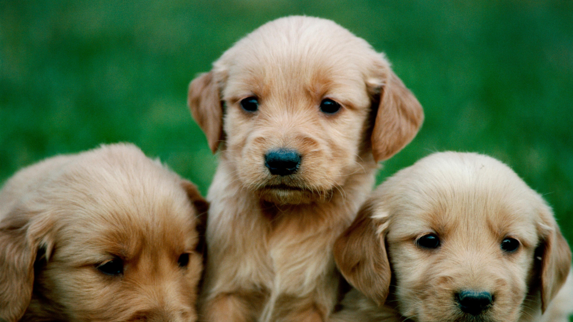 La norma sobre cachorros que muchos desconocen: la ley es clara