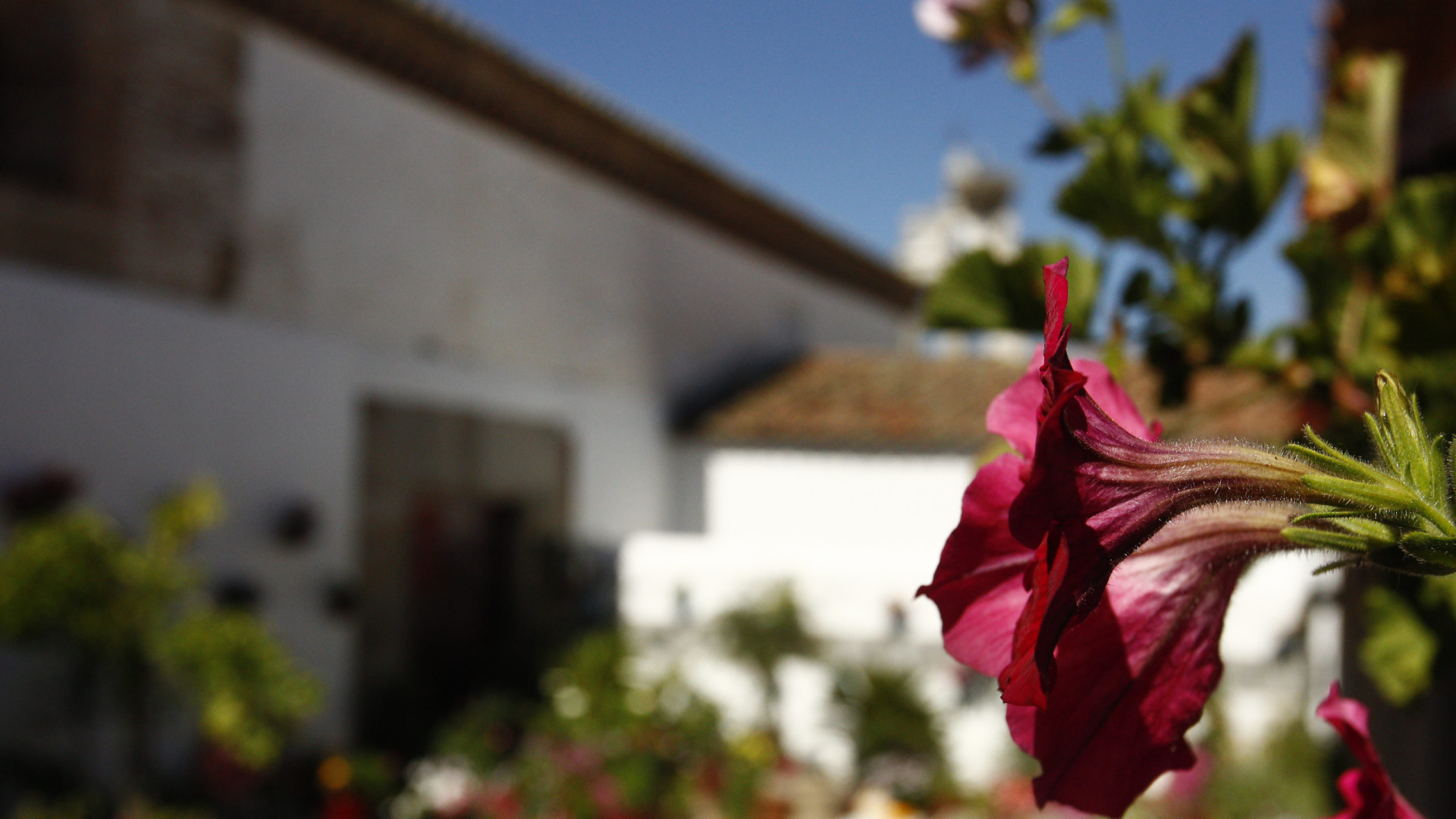 Los Patios de Córdoba se extienden por la provincia: guía para no perderte nada del 4 al 17 de mayo
