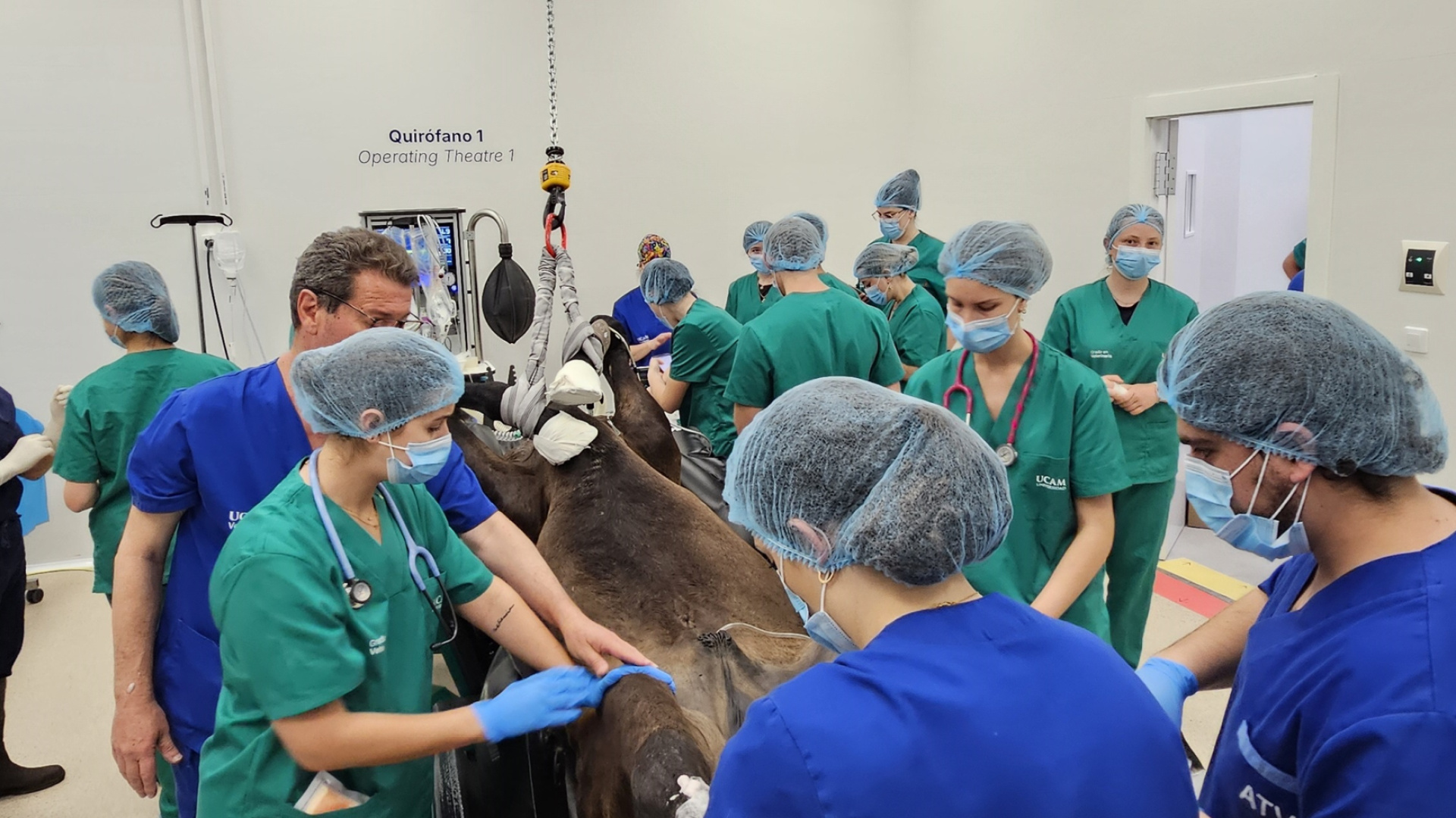 Los estudiantes de veterinaria del la UCAM aprenden de los mejores