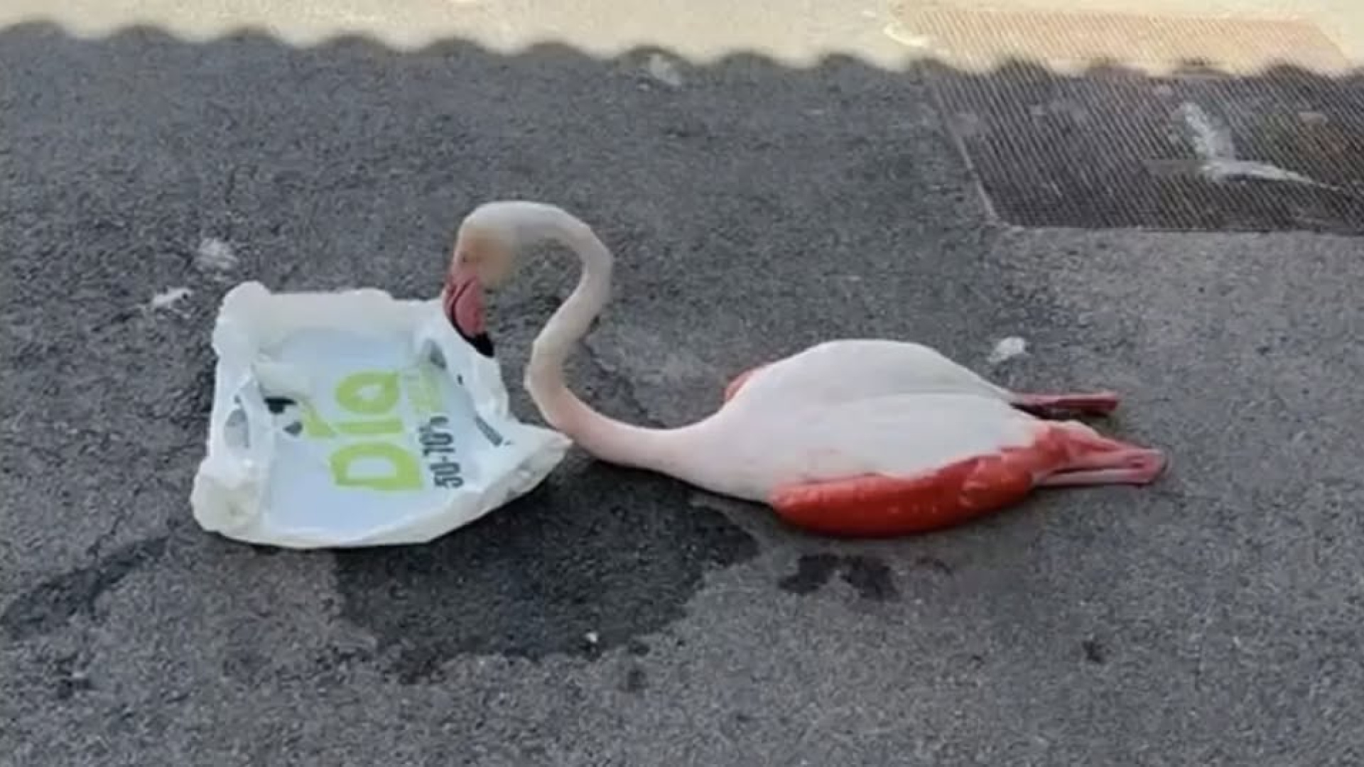 Muere el flamenco rescatado en Arahal y la Policía Local responde a las críticas