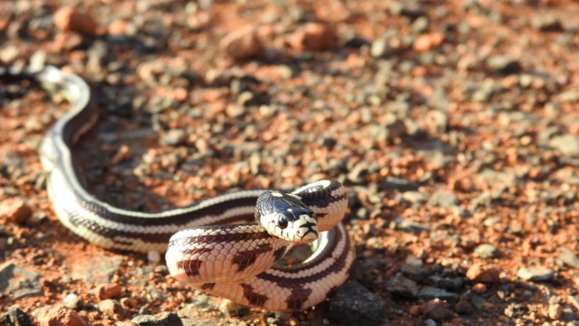 La plaga de culebras en Gran Canaria se dispara y amenaza con un mayo de récord: 