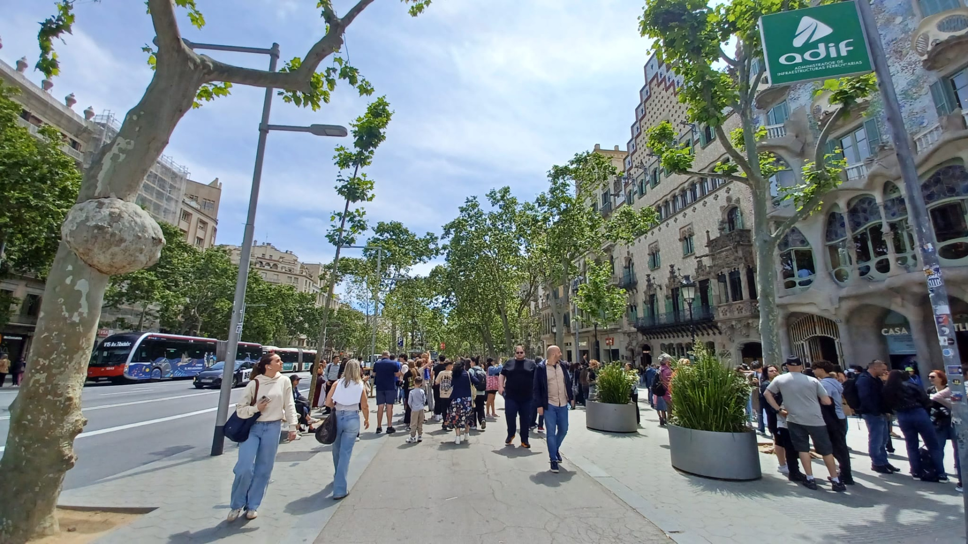 Los árboles también tienen cáncer: el misterioso bulto de un platanero en Barcelona