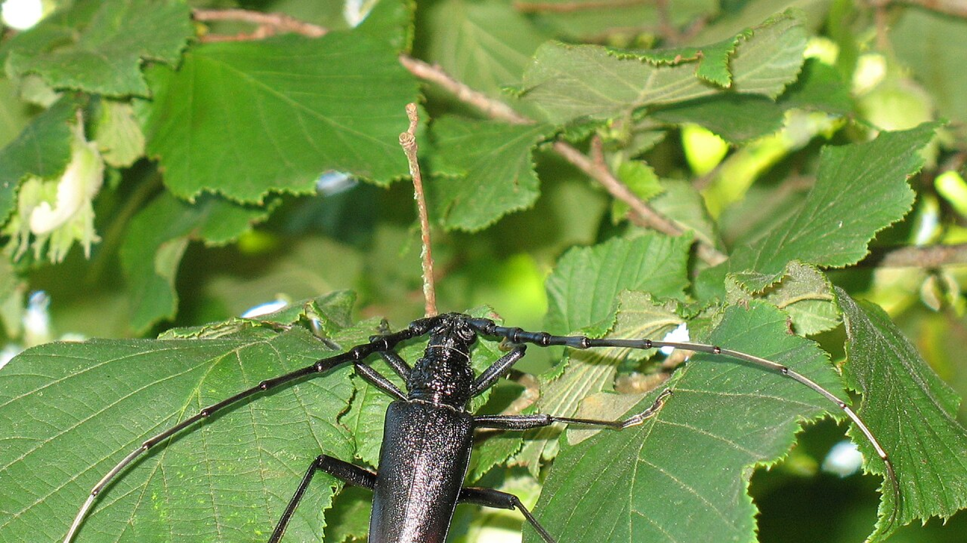 El escarabajo que divide a Extremadura: ¿plaga o pilar ecológico de la dehesa?