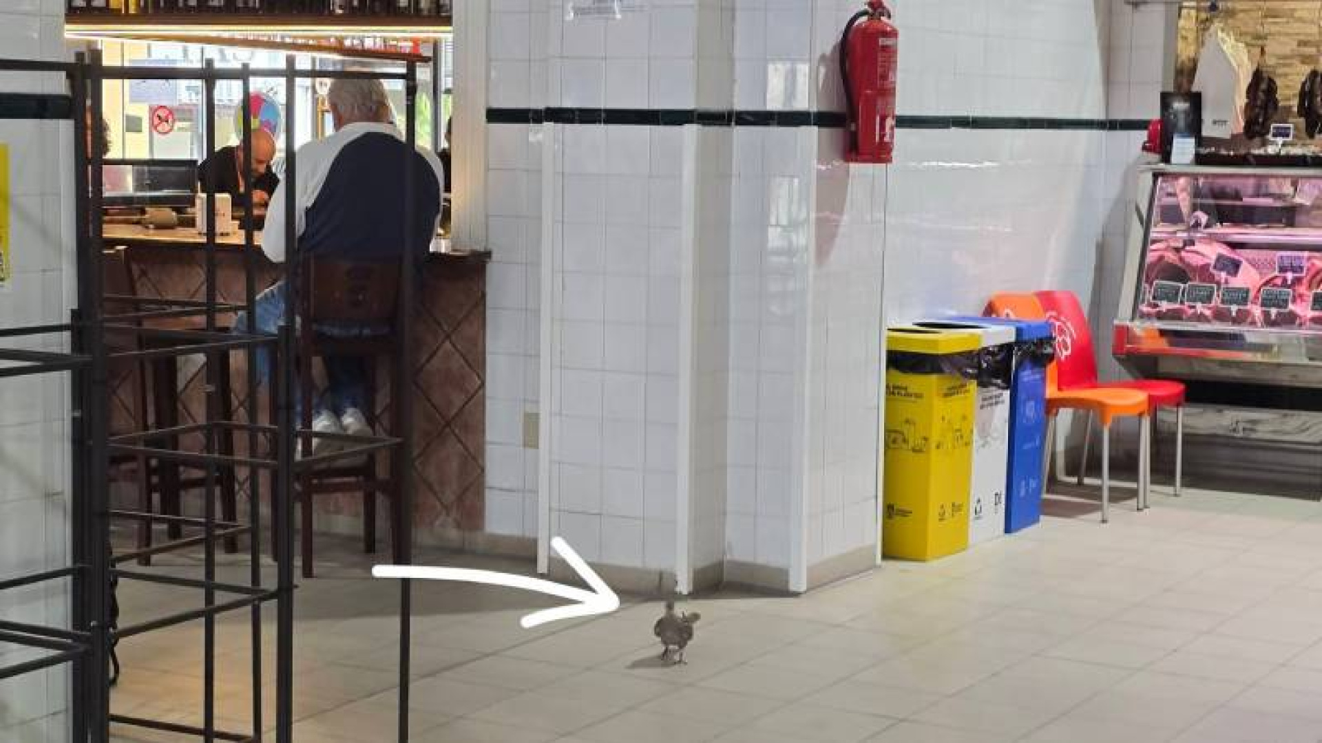 Dénia activa un plan de choque contra las palomas del Mercado Municipal y prepara su reforma