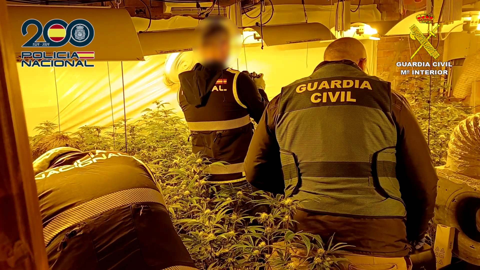 Golpe al narco en Alicante: cae una red con más de 1.100 plantas de marihuana y un arsenal oculto
