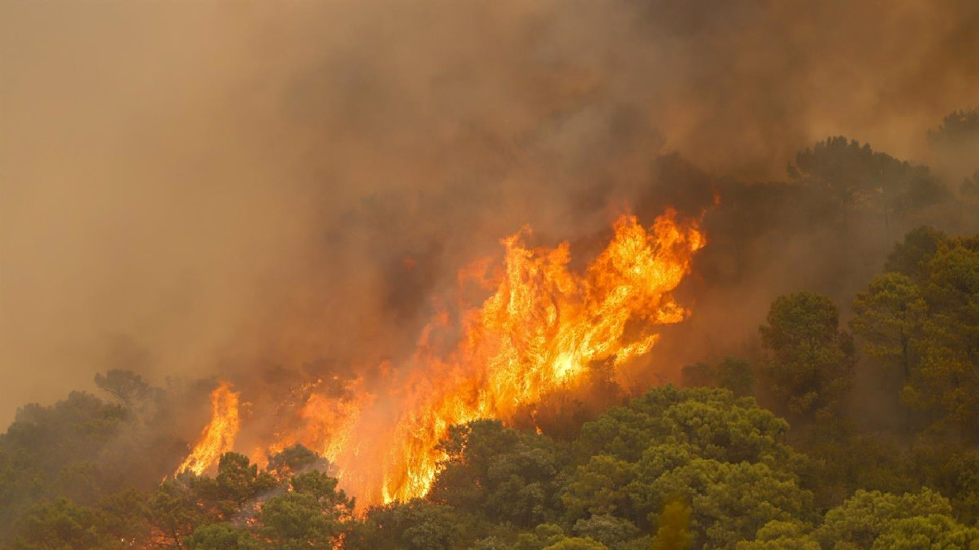 Un catedrático advierte sobre el “cóctel catastrófico” que alimenta los grandes incendios