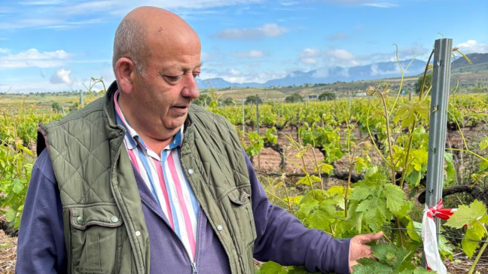 La pesadilla del viñedo riojano se cumple: El viticultor Santiago Sodupe detecta la primera mancha de mildiu en uno de sus viñedos de San Asensio
