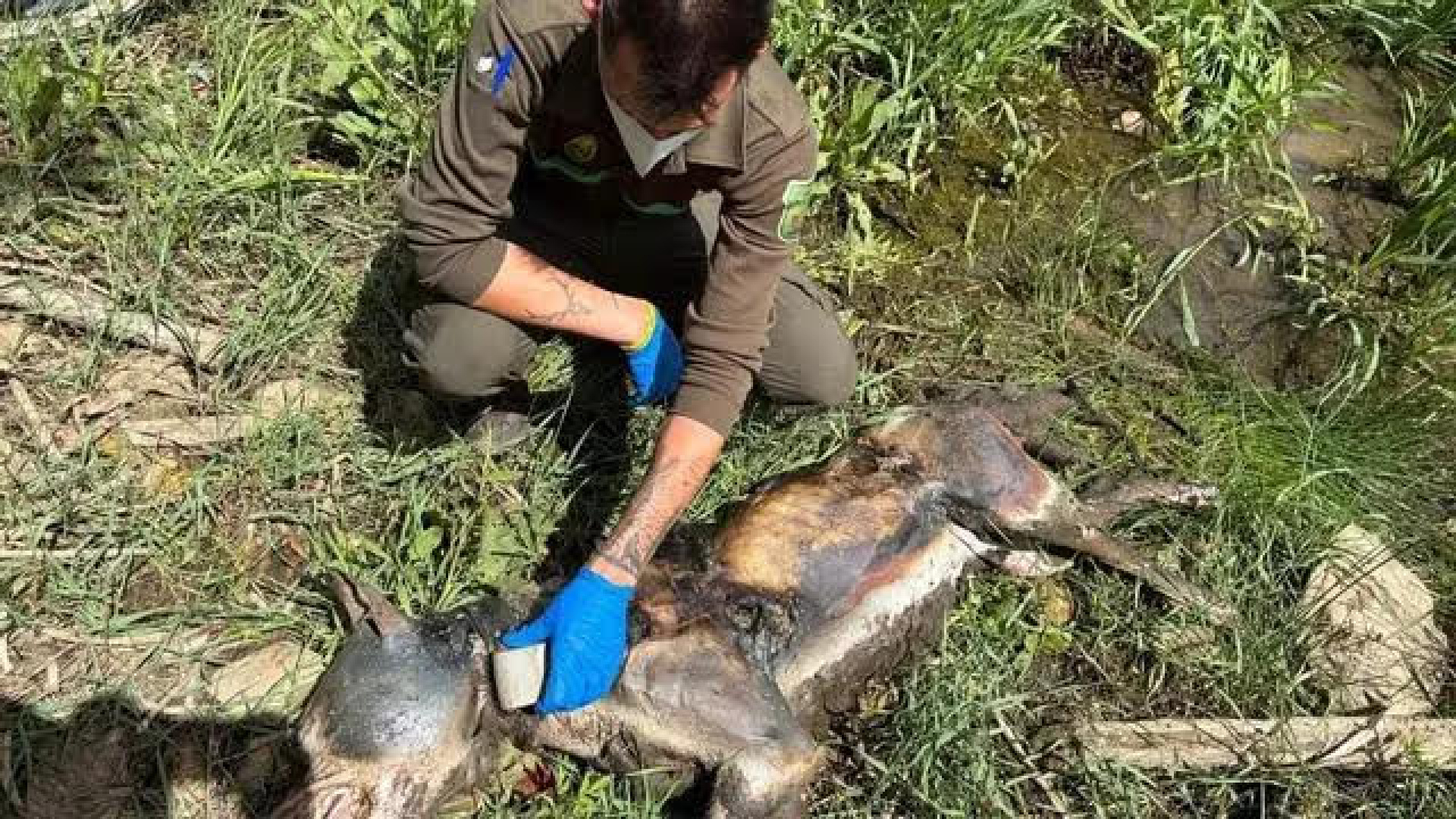 Indignación en Zamora por la muerte a tiros de un lobo: ecologistas acusan a la Junta de favorecer el furtivismo