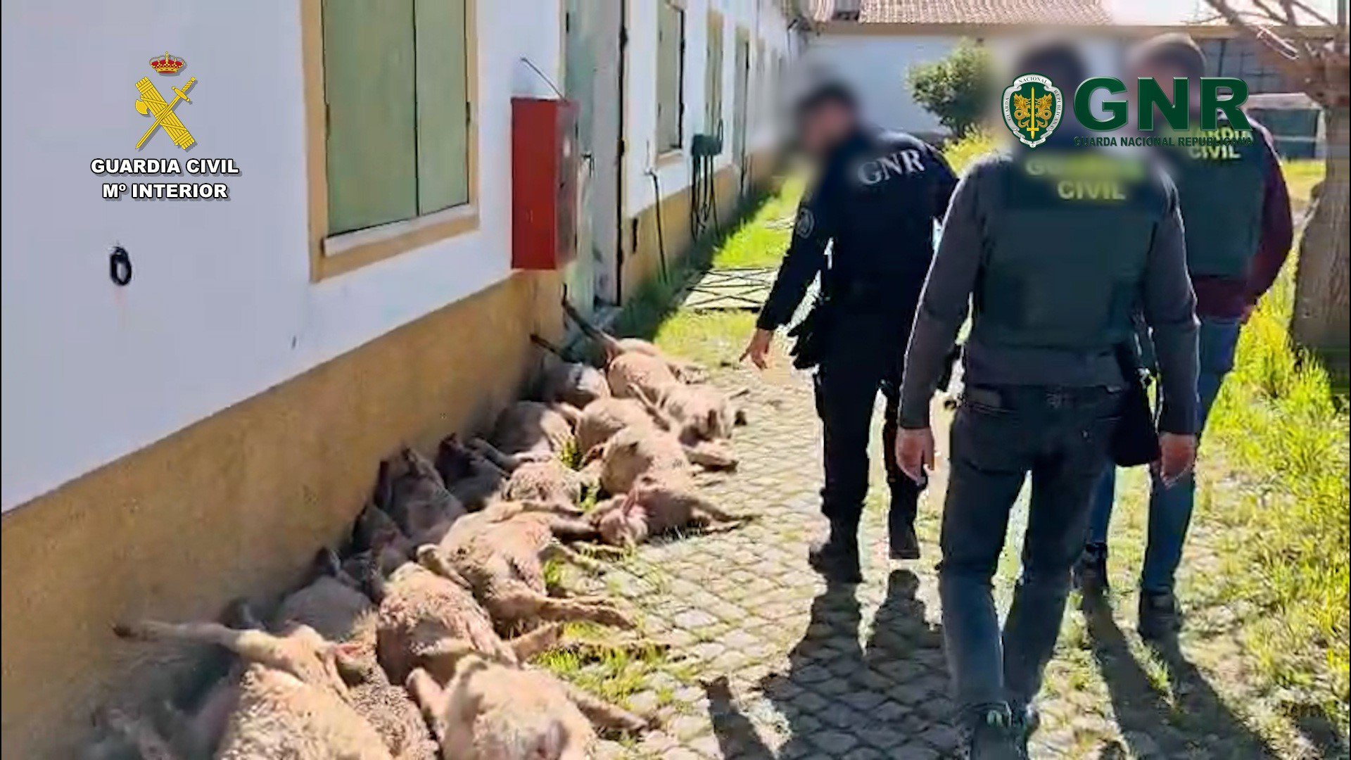 Tres detenidos en Badajoz acusados de robar ganado para venderlo en Portugal