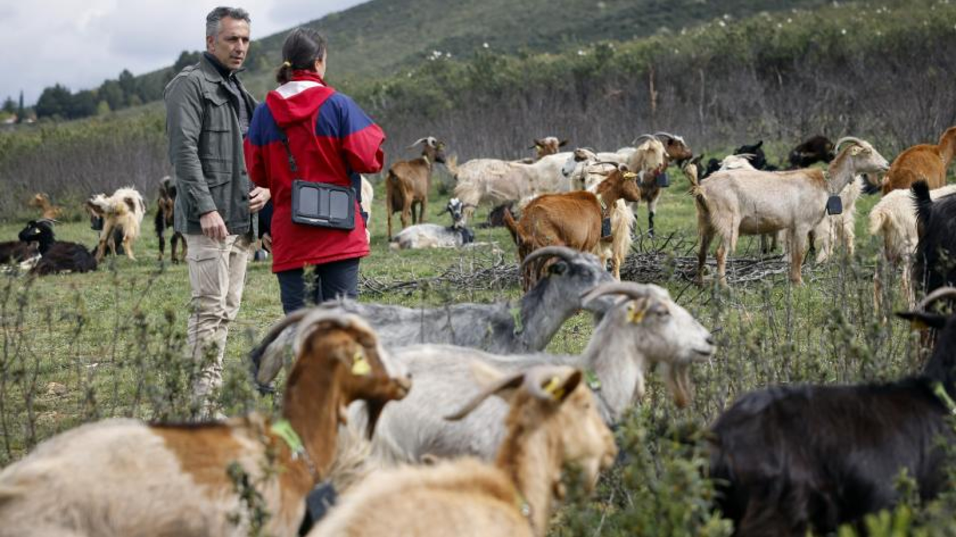 Prevención de incendios en Madrid: más de 300 bomberos y un ejército de ovejas y cabras