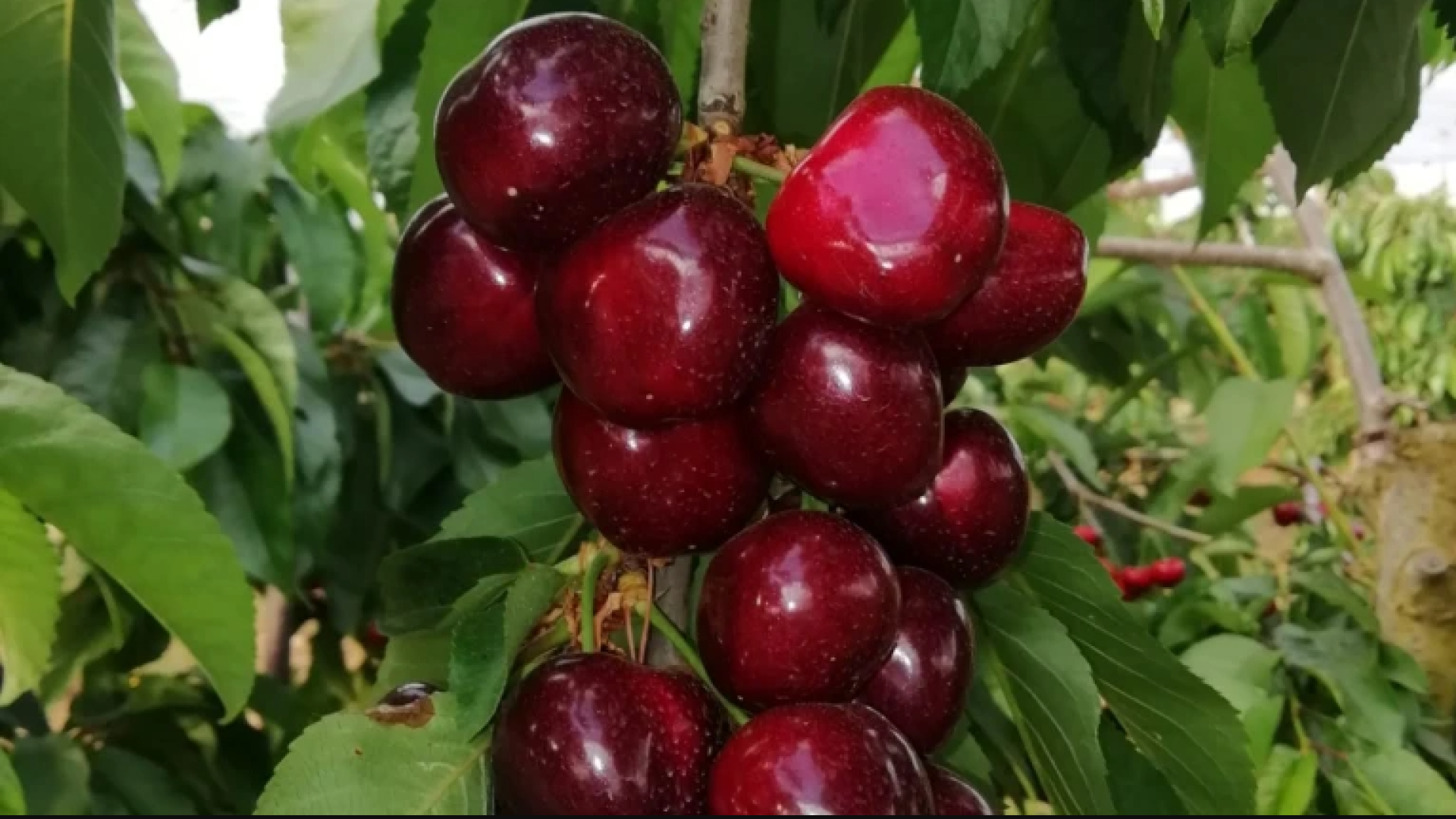 Las lluvias arruinan la primera cosecha de cereza en La Rioja y el calor pone en jaque la segunda