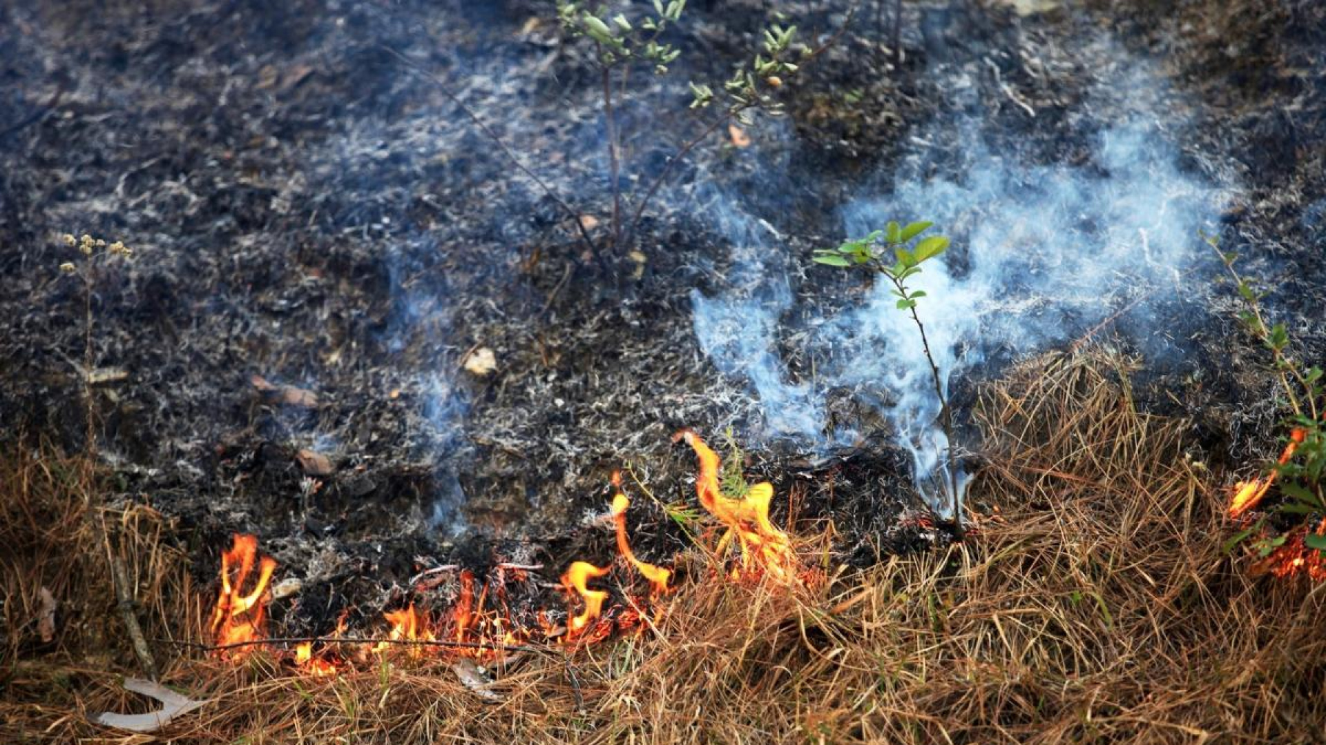 Suspendidas las quemas agrícolas y de restos forestales en Galicia desde este viernes