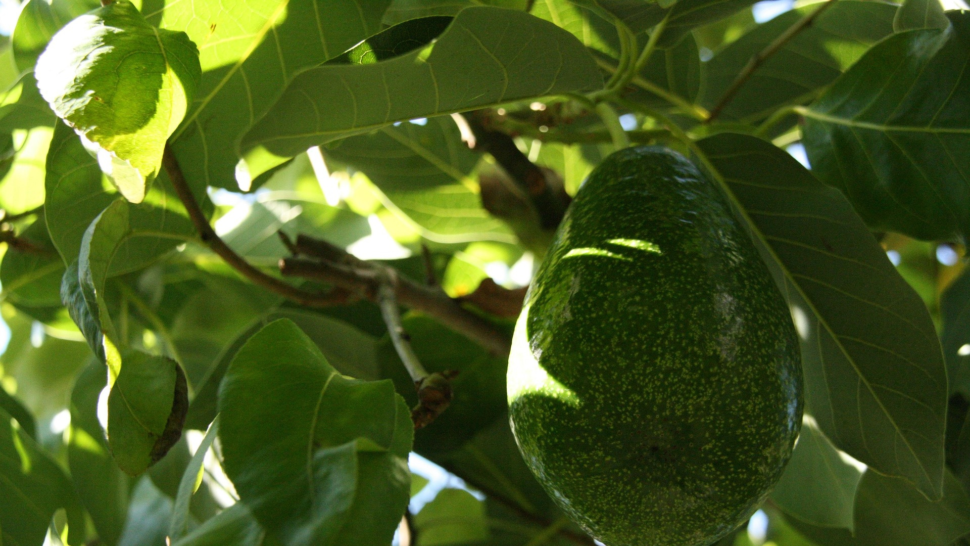 Científicos de la Universidad de Málaga descubren el secreto de la agricultura ecológica para combatir la sequía