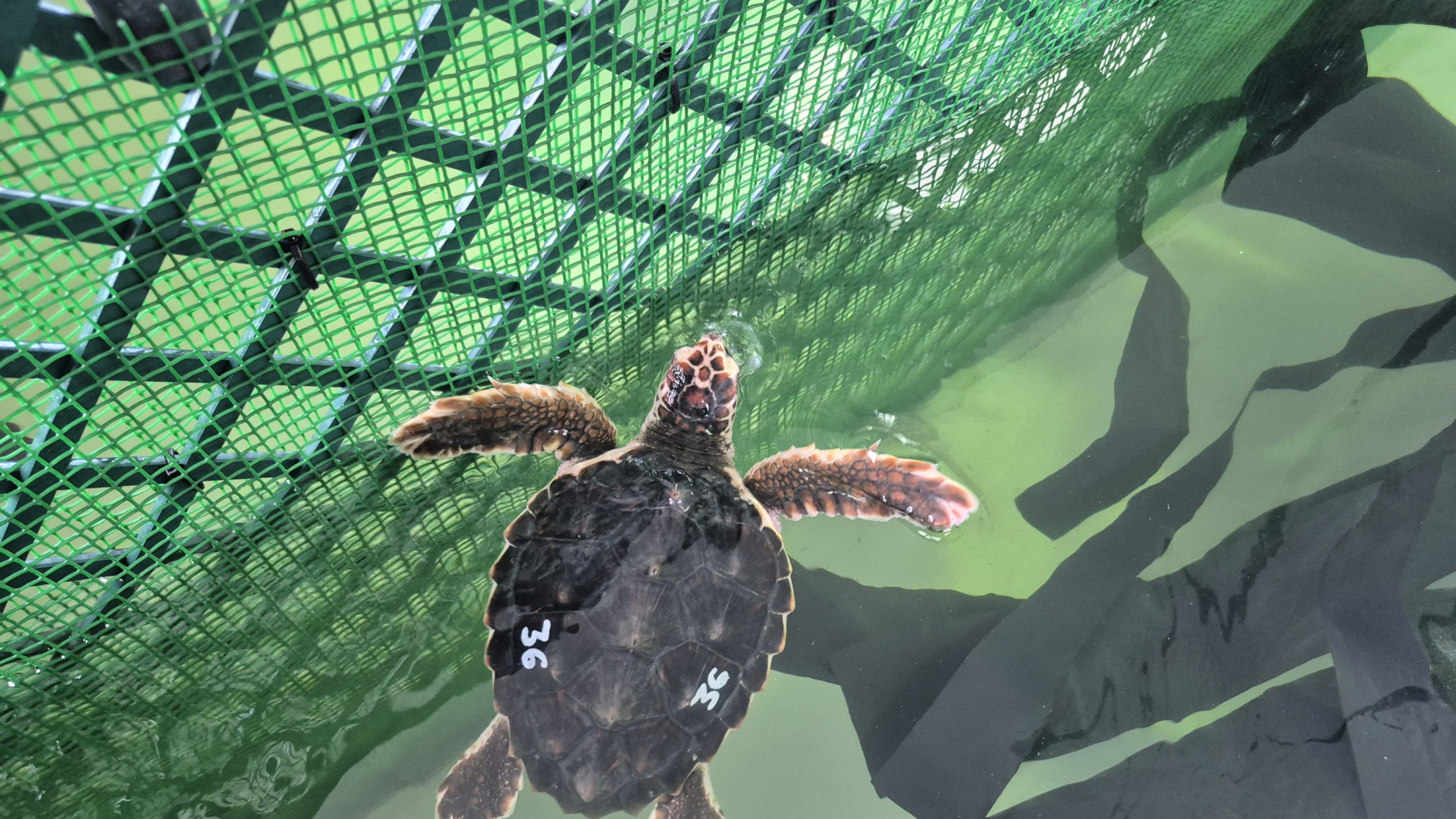 Vuelven a casa más fuertes: 20 tortugas bobas regresan a Cartagena tras meses de recuperación en Gijón