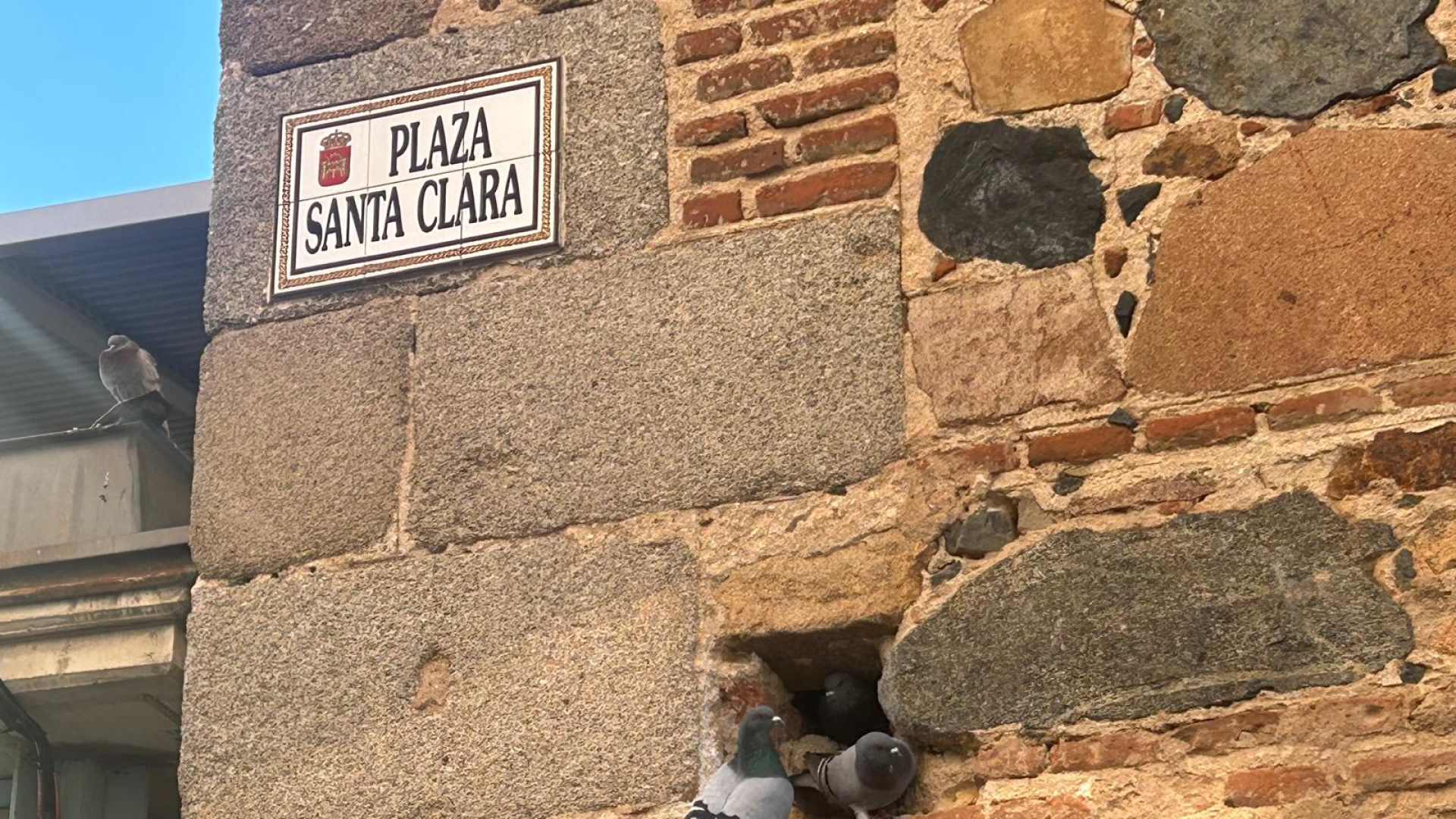 Mérida va a cuadruplicar las jaulas para controlar la plaga de palomas