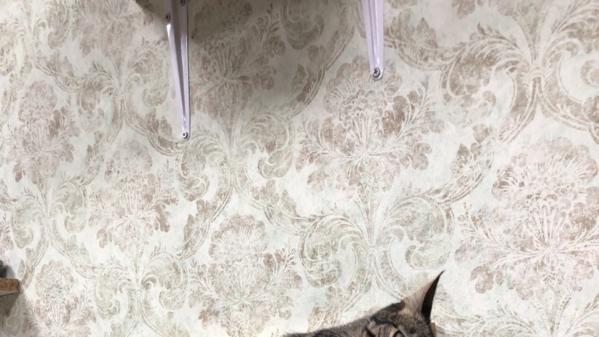 Oh my Cat!: el plan donde empiezas con un café y puedes acabar con un gato en casa