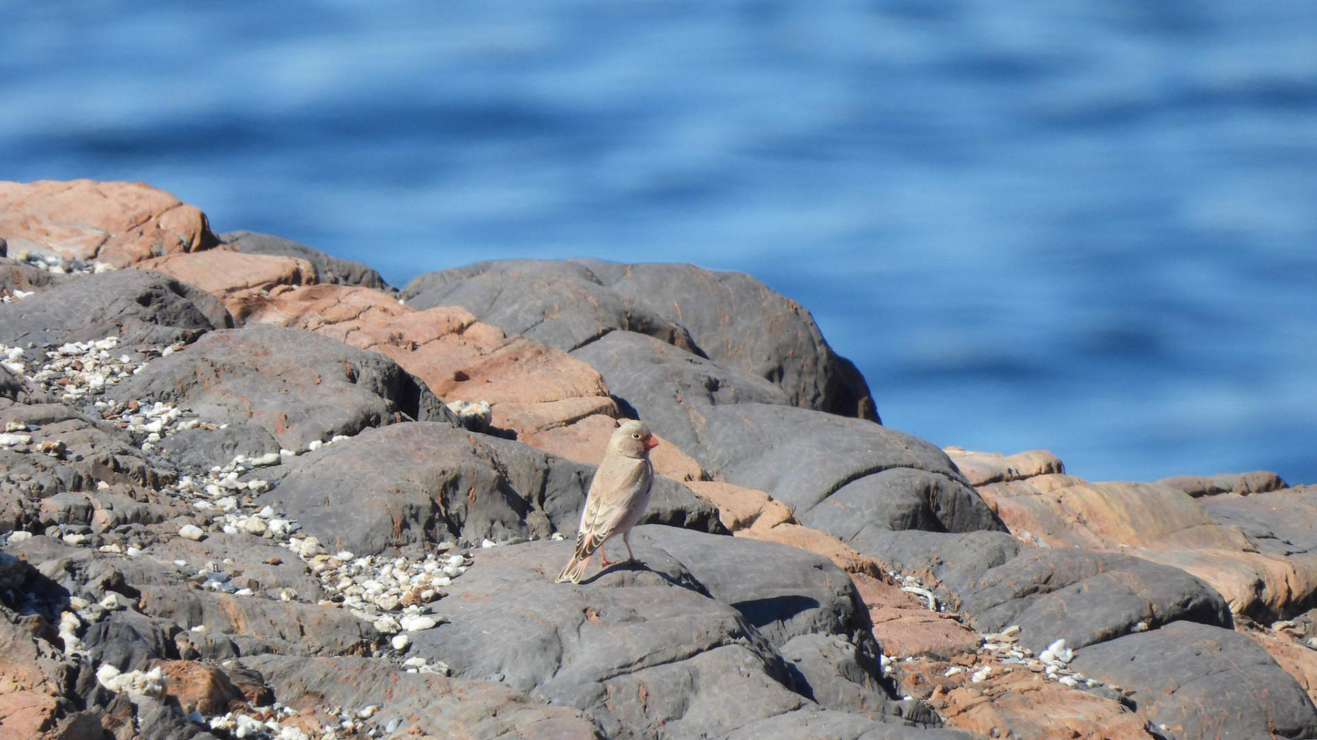 Un estudio revela la asombrosa biodiversidad de aves en la ZEPA de Cabo Cope