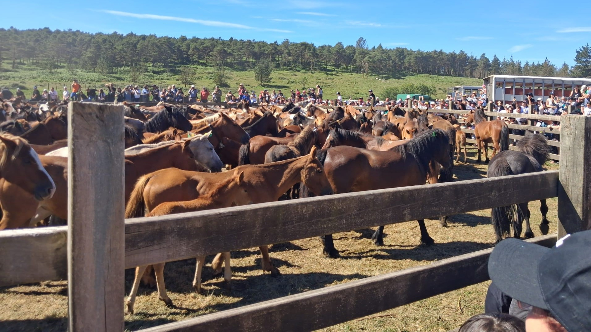 La Rapa das Bestas de A Capelada vibra en su 52 edición con más de 400 caballos y un multitudinario respaldo popular