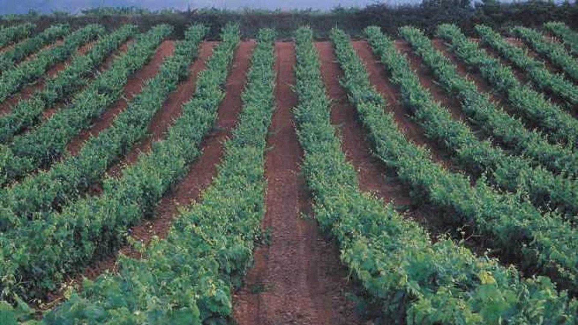 Los vinos fortificados, ese invento del XVI para que perduraran durante las largas expediciones que se quiere Patrimonio Inmaterial de la Humanidad
