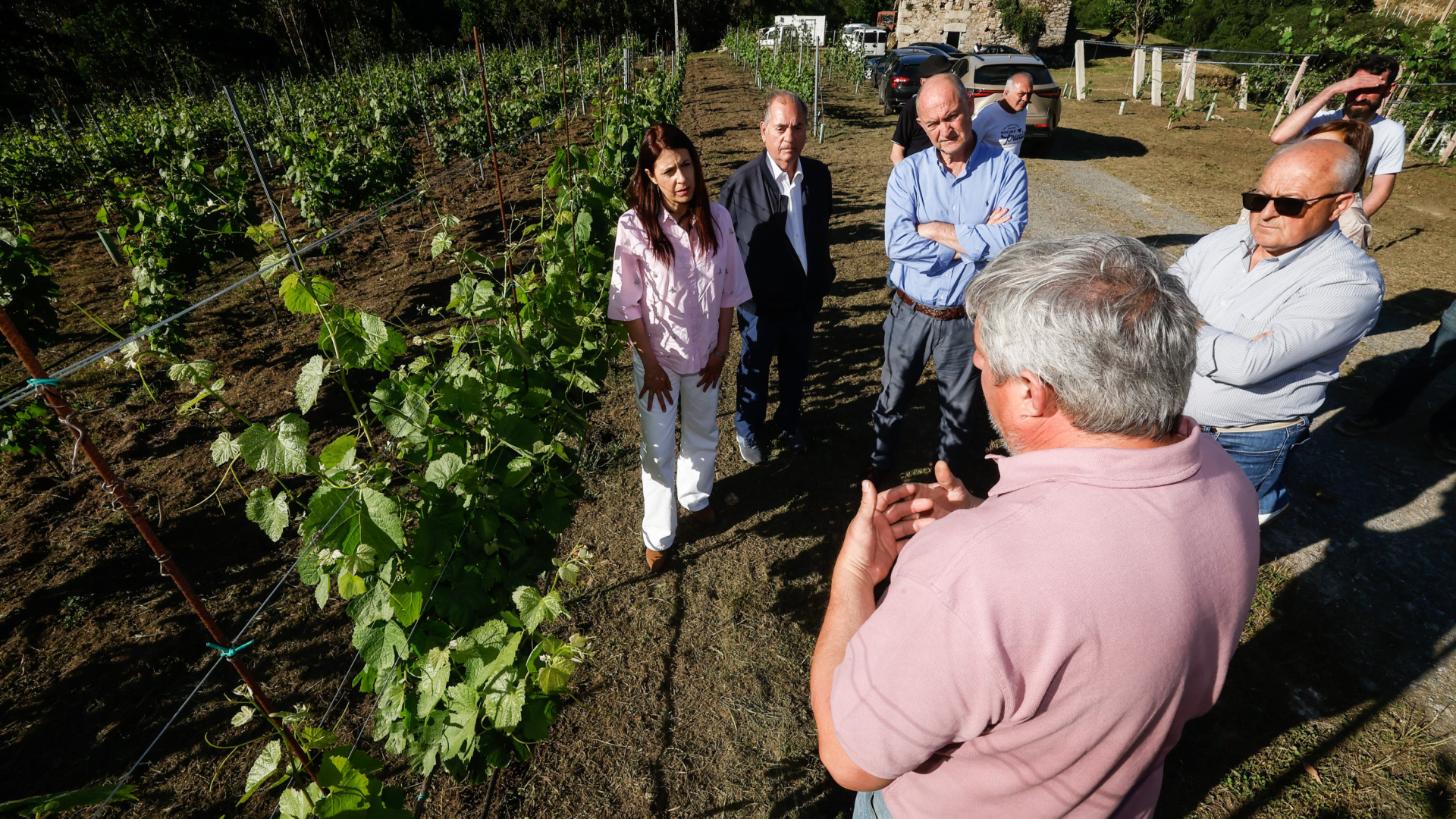 La Mariña de Lugo recupera el vino 200 años después: 
