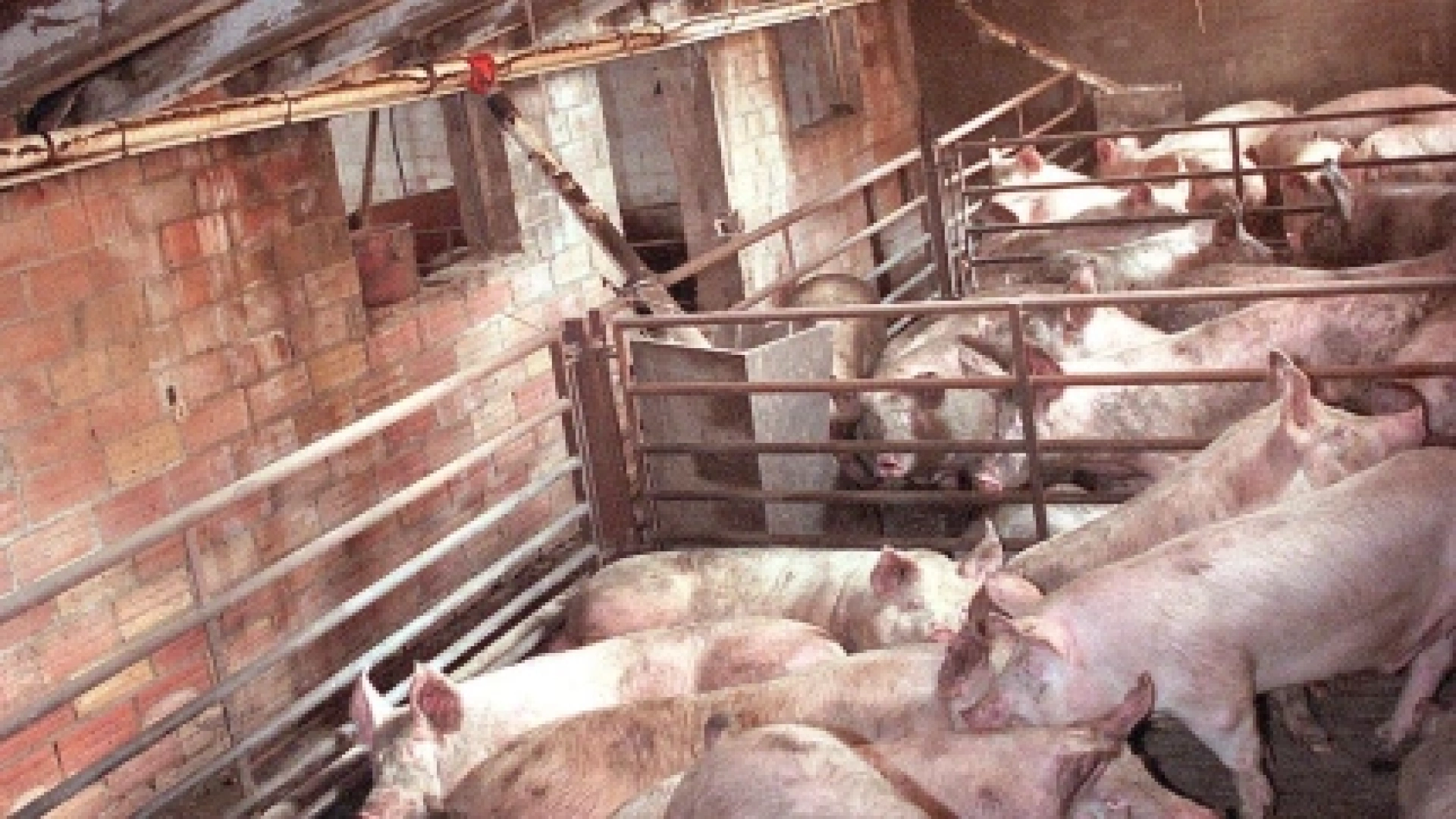 La peste porcina continúa apretando a los ganaderos con pérdidas de 12 euros por cerdo