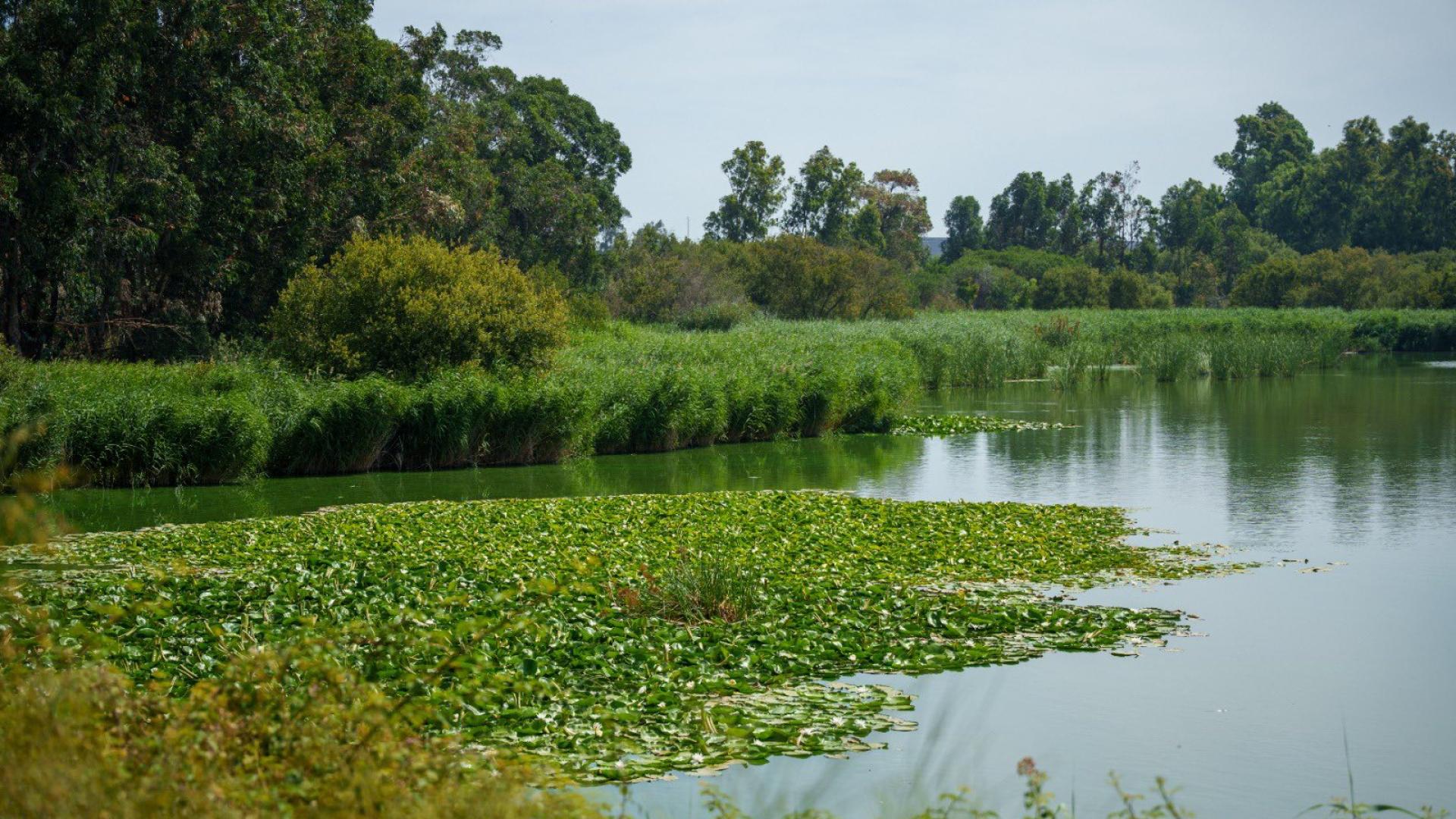 La Laguna de las Madres de Huelva revive como un nuevo refugio de biodiversidad
