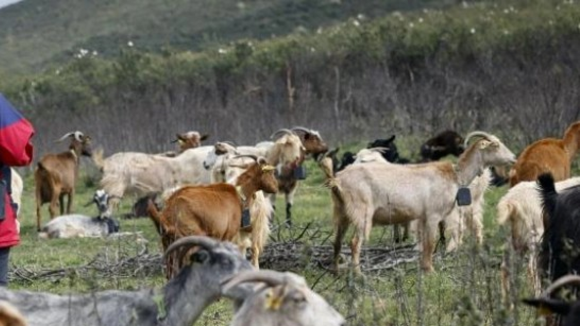 La agricultura ancestral resurge en Alicante para regenerar los suelos y combatir los incendios