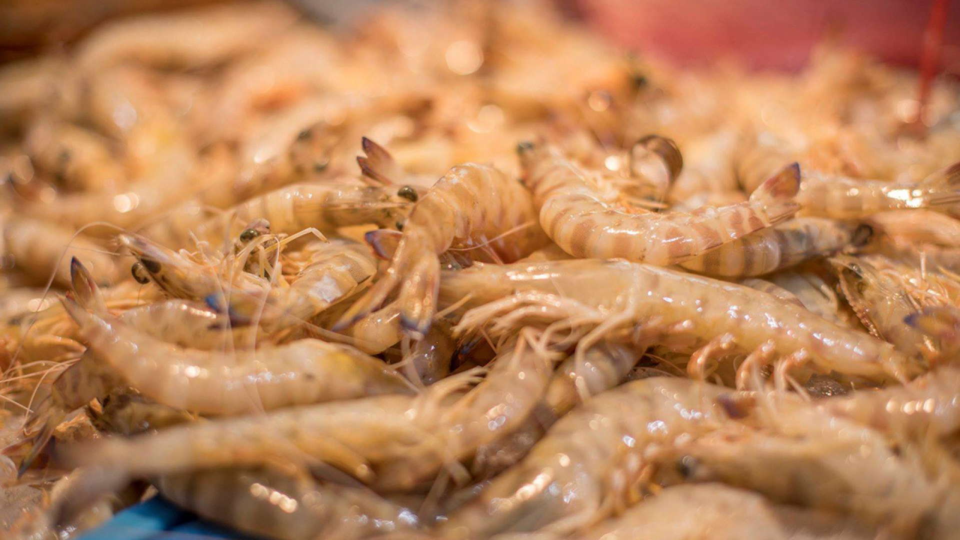 El langostino de Vinaròs da el salto a la conquista del mercado internacional