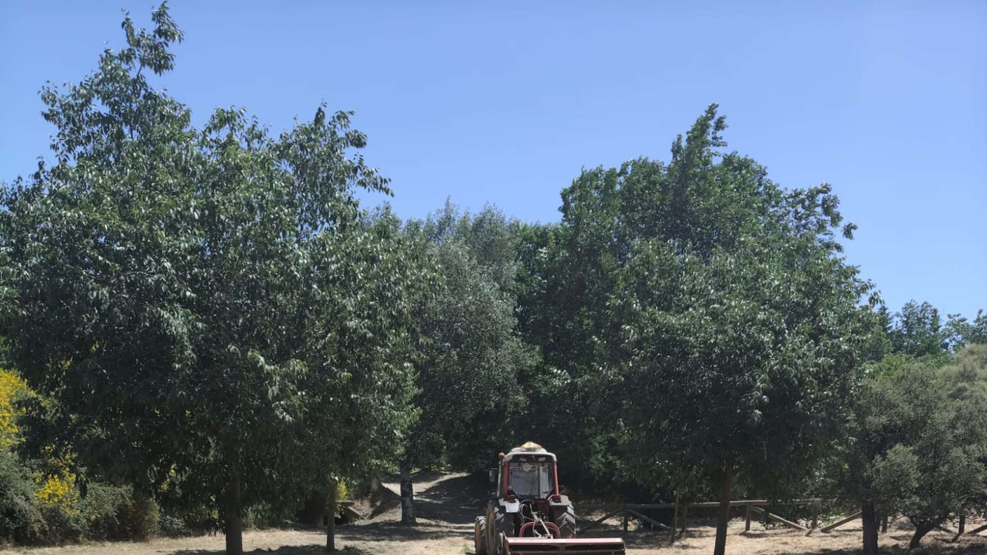 Guadix activa un plan integral de desbroce para prevenir incendios