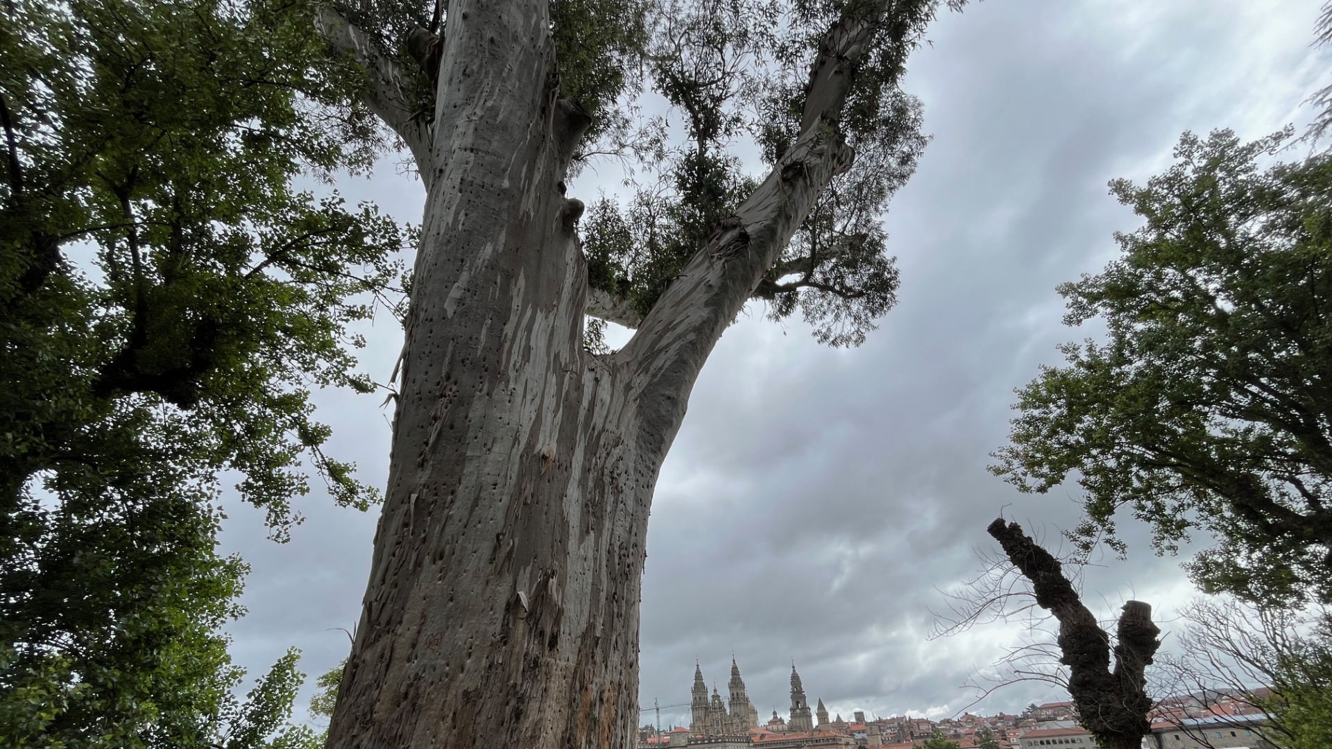 El árbol de La Alameda de Santiago transforma sus cicatrices