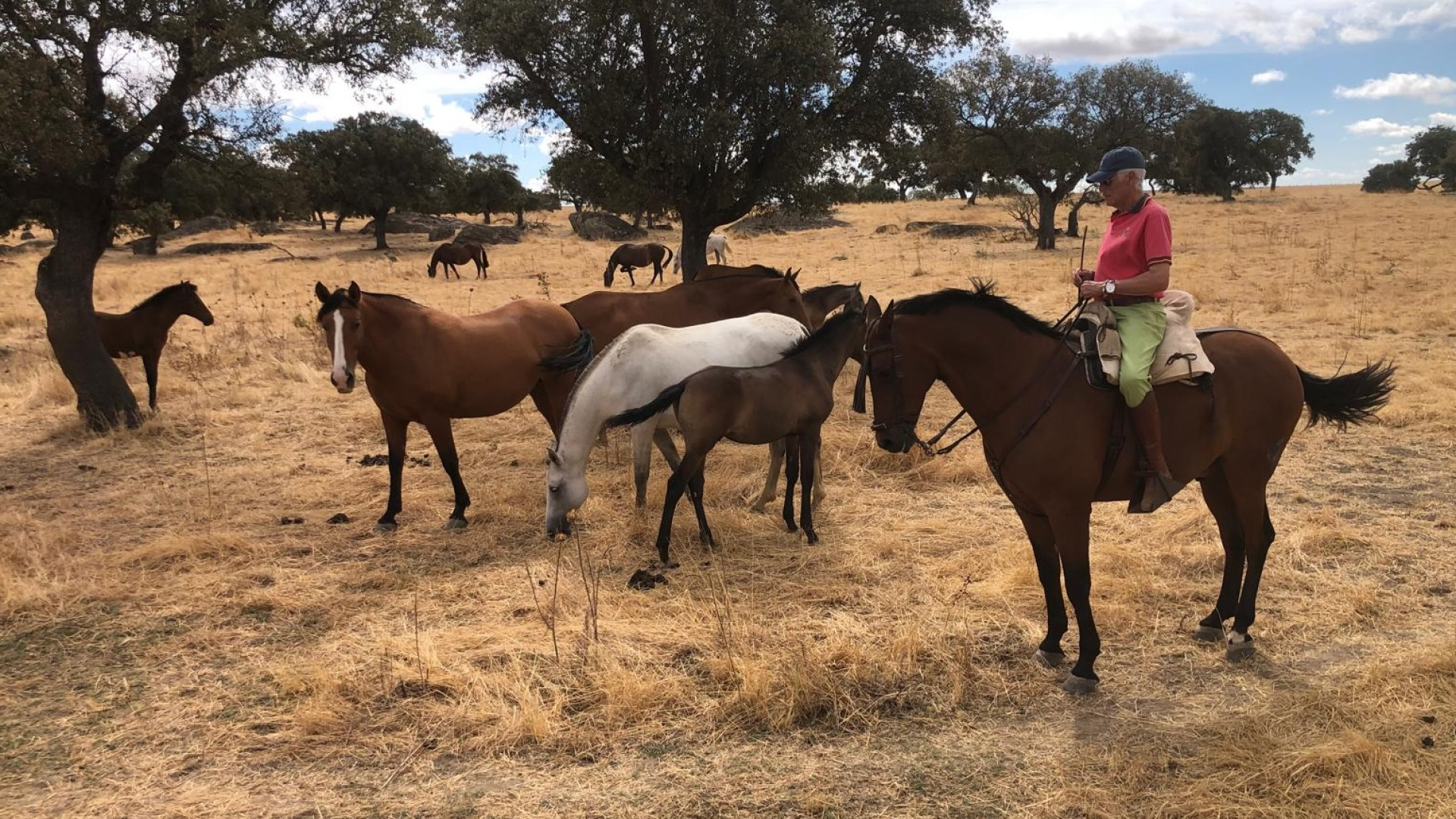 El caballo de pura raza española se defiende: 