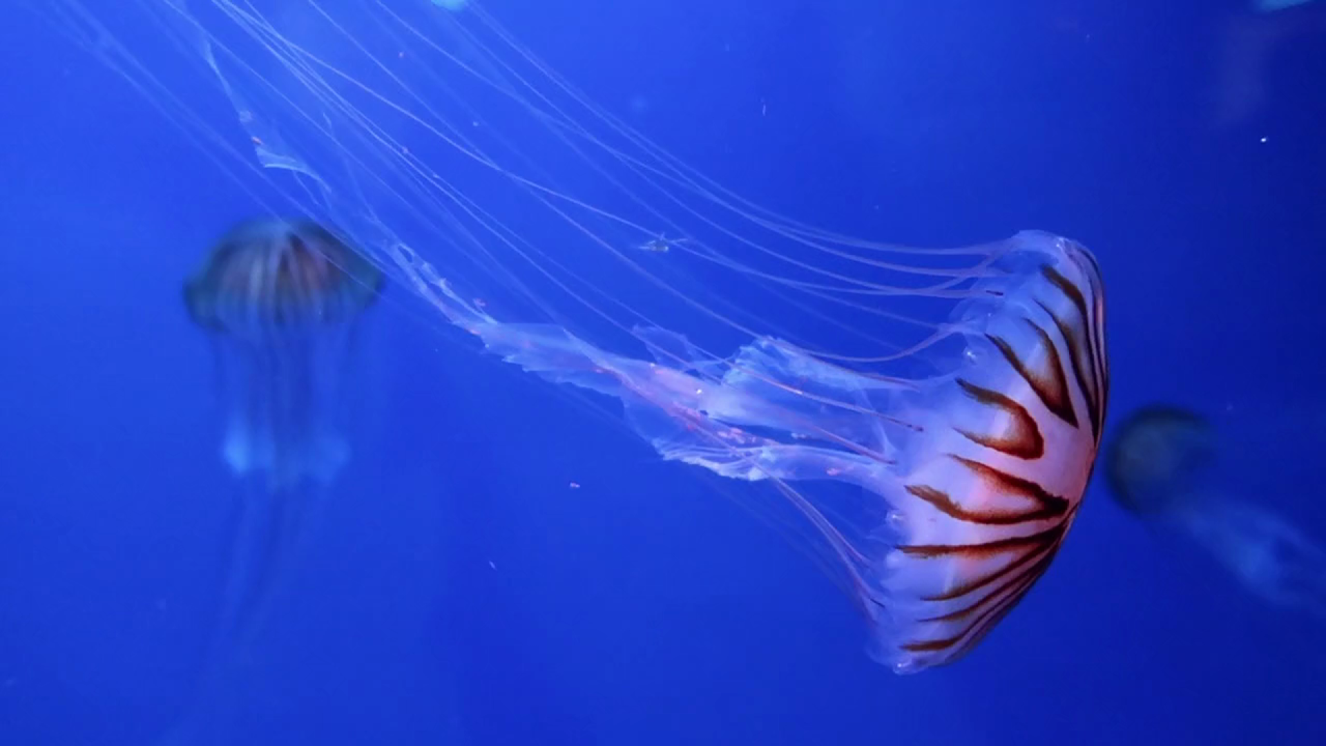 ¿Bañarse sin medusas? La innovadora solución que acaba de pr