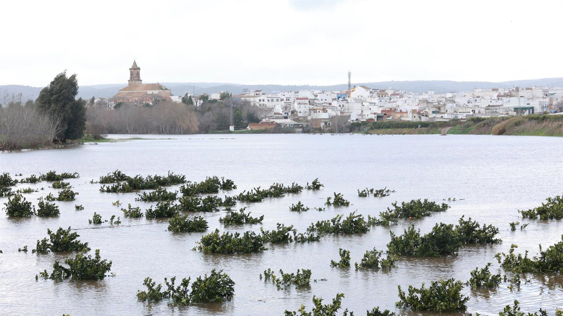 Los agricultores sevillanos afectados por las borrascas reci