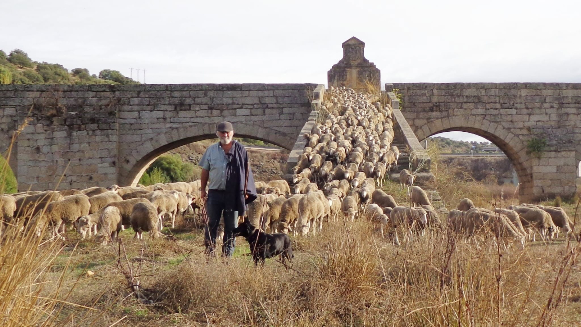 El último trashumante de Extremadura, en jaque: pa