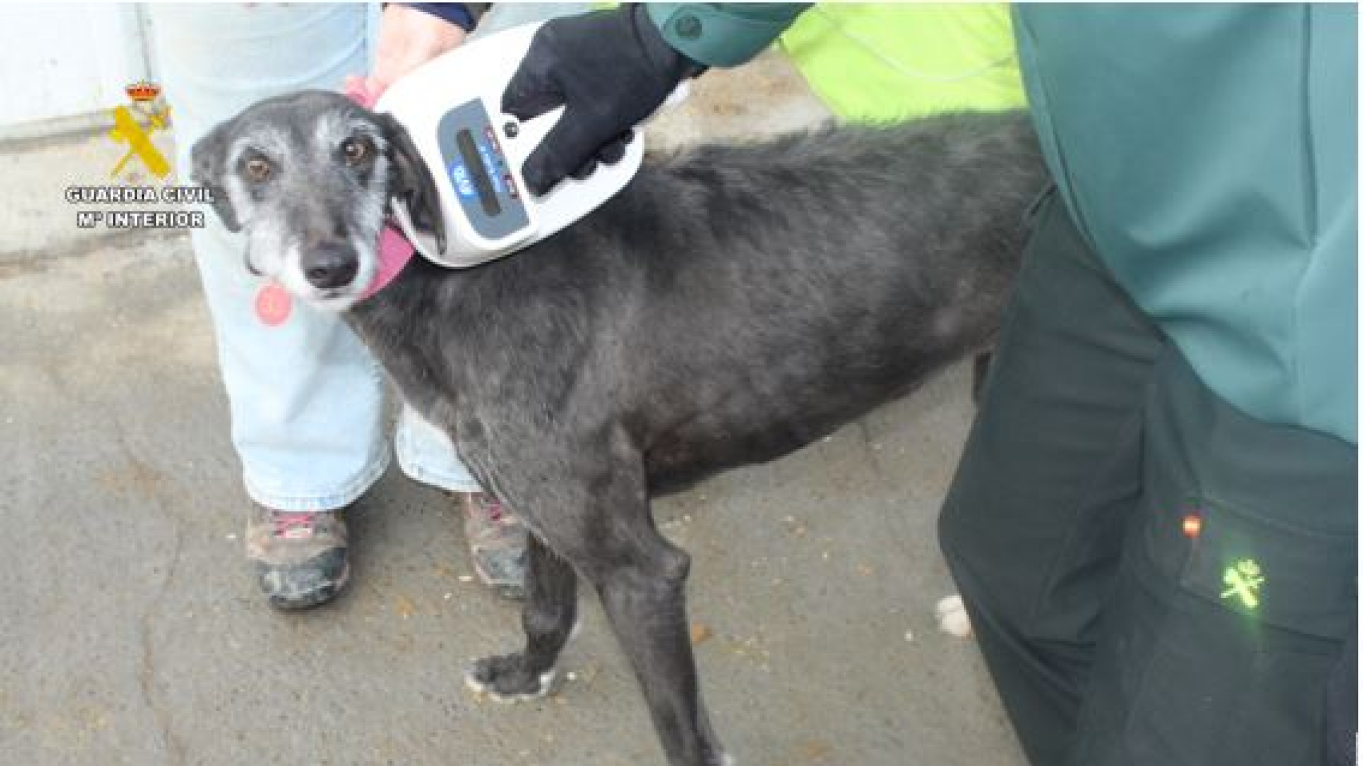 Declara muerto a su galgo para poder abandonarlo y