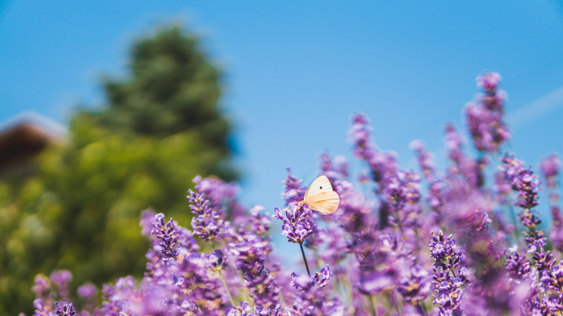 ¿Qué flores aguantan mejor el calor? Las especies que llenan