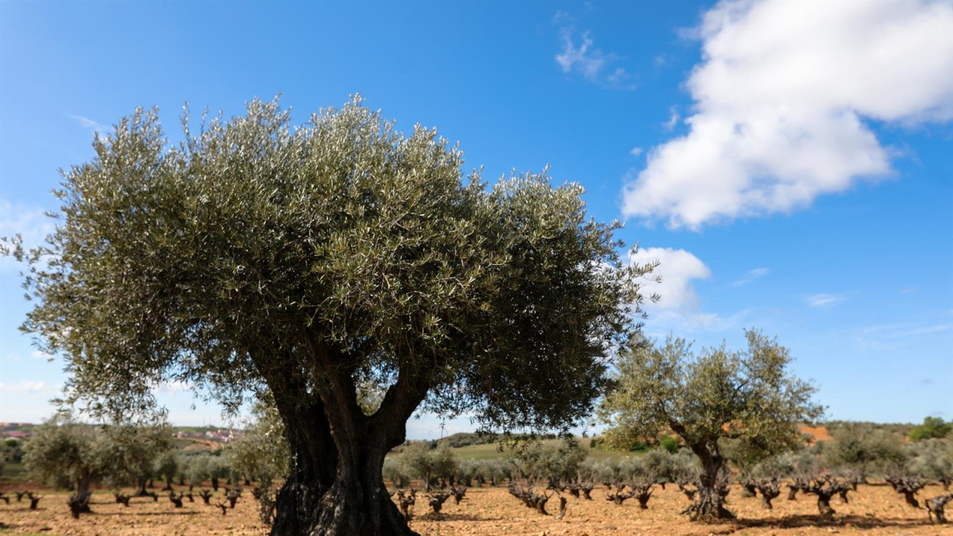 Un total de 339 jóvenes agricultores cordobeses re