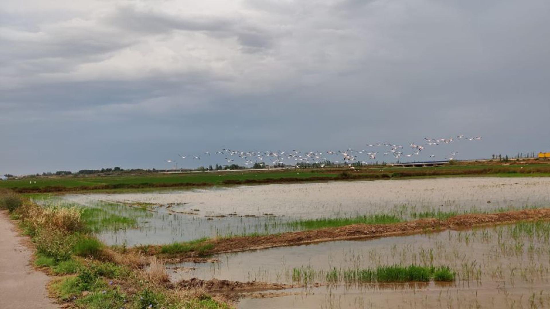 Los flamencos vuelven a la Albufera y perjudican l