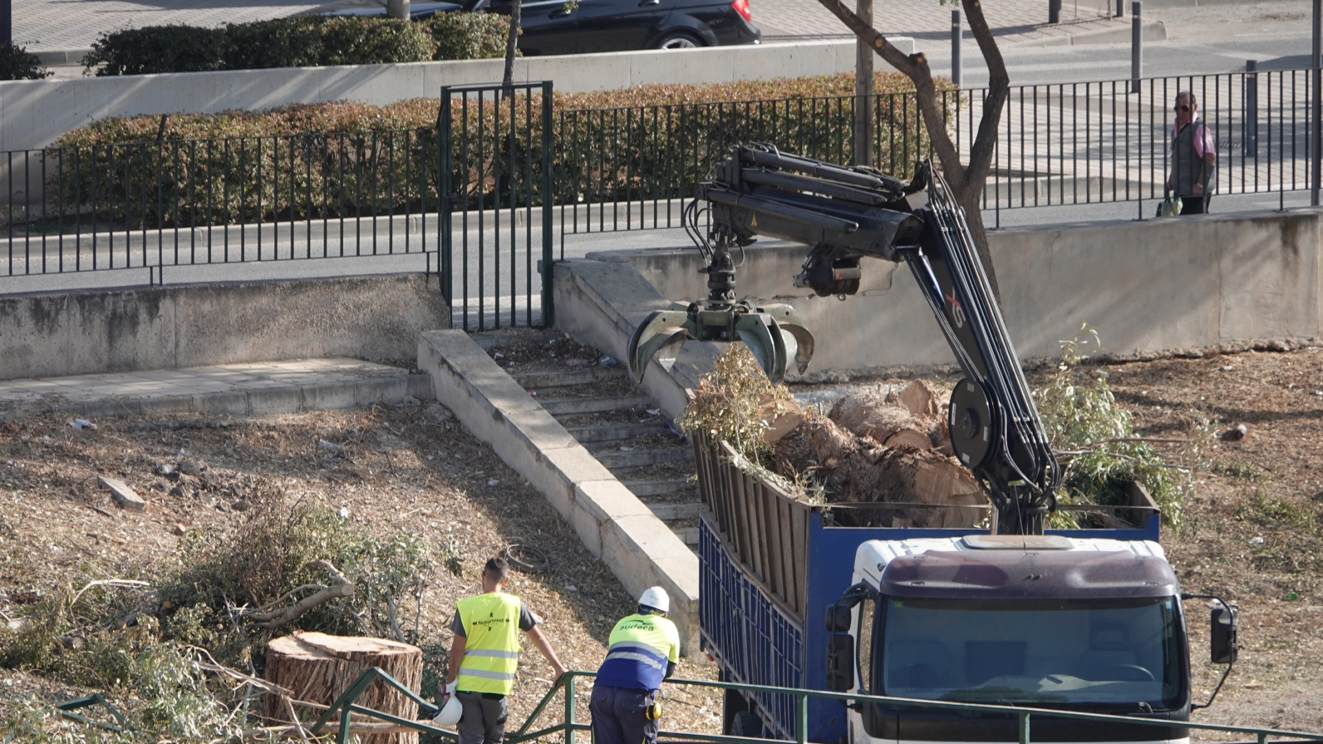 Polémica en Lorca por la tala de un eucalipto gigante junto al río