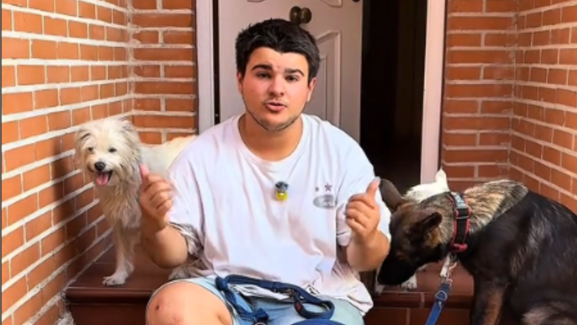 Dog Trainer Warns Solar Eclipse Can Damage Pets' Eyes