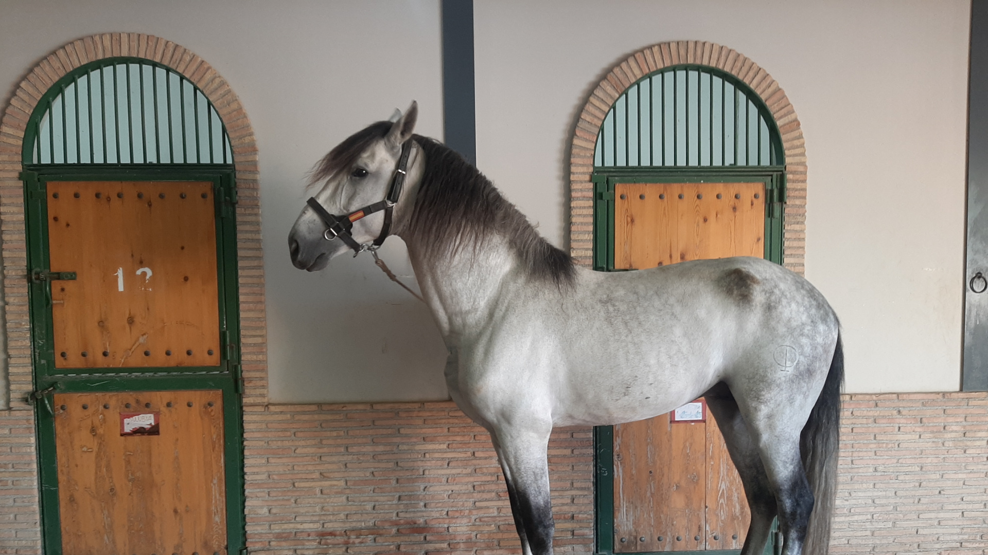 Lorca reunirá a más de cien caballos de Pura Raza Española en la feria internacional Fericab