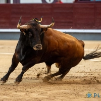 28 OCT 2025 | EL ALBERO | 05X14: VICTORIANO DEL RÍO, LA EXCELENCIA DE LA BRAVURA
