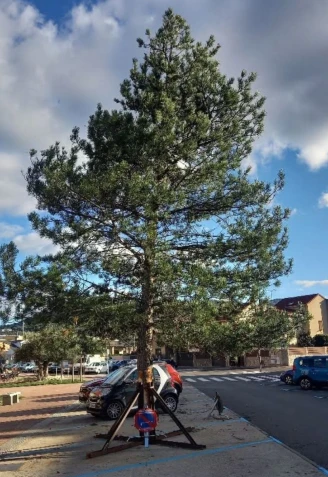 Imagen completa del árbol ubicado junto a la Plaza de Toros