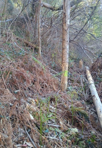 Uno de los eucaliptos ya cortados