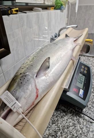 'Campanu' de Asturias: el primer salmón de la temporada 2025