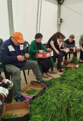 Voluntarias picando el verde