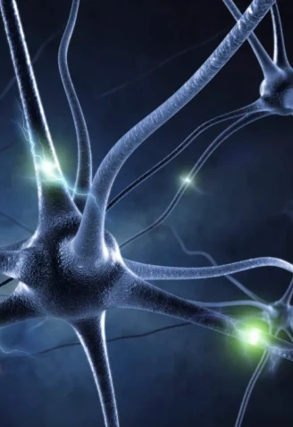 Las mioquinas mejoran la comunicación entre neuronas